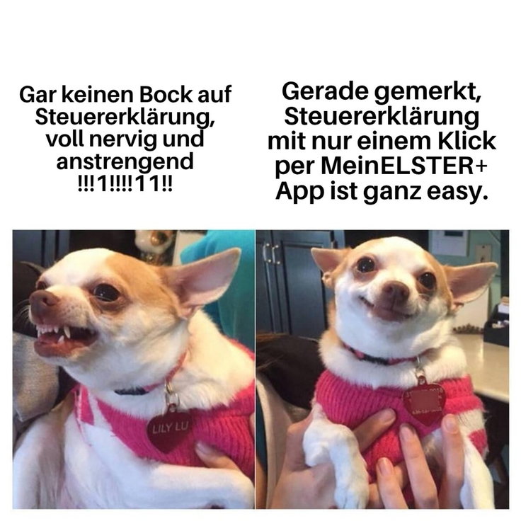 Zwei Bilder mit Hund, 1. keinen Bock auf Steuererklärung, 2. die Elster App ist ganz easy