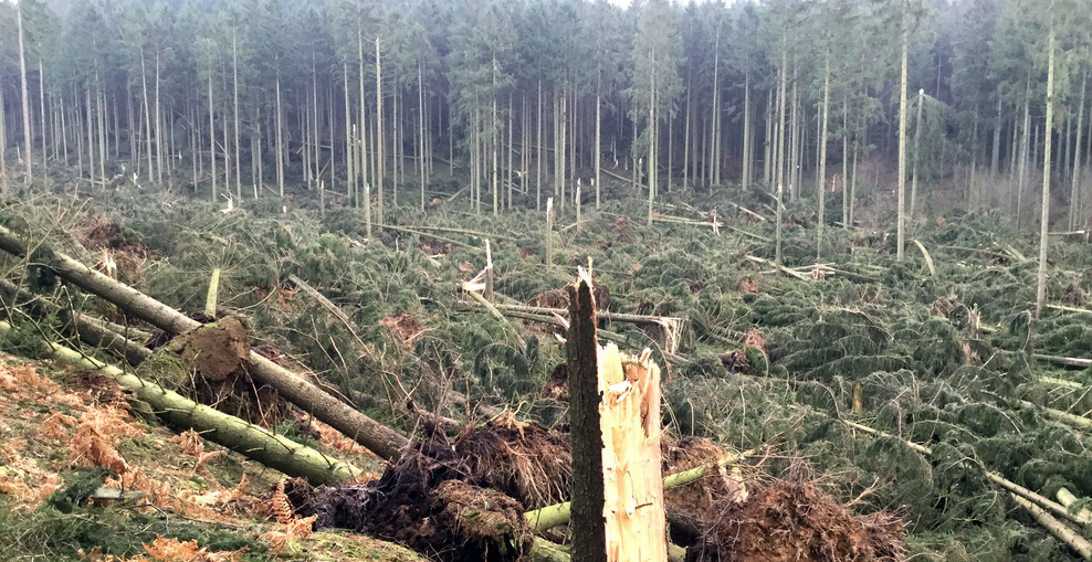 Schäden durch das Sturmtief Friederike